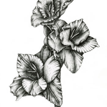 Drawing titled "Gladiolus" by Irina Laskin, Original Artwork, Graphite