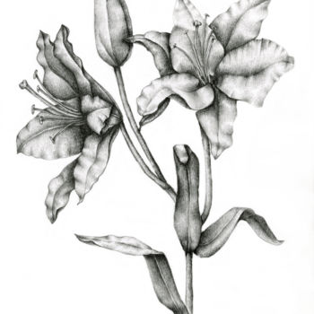 Dessin intitulée "Lilies" par Irina Laskin, Œuvre d'art originale, Graphite