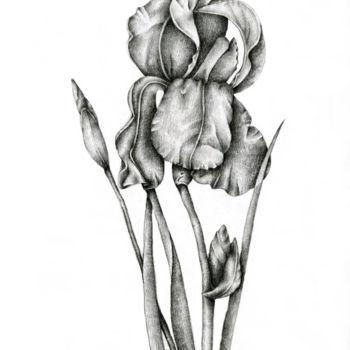 Dessin intitulée "Iris" par Irina Laskin, Œuvre d'art originale, Graphite