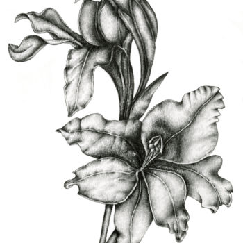 Disegno intitolato "Gladiolus" da Irina Laskin, Opera d'arte originale, Grafite