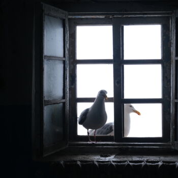 Фотография под названием "Seagulls" - Irina Ten, Подлинное произведение искусства, Цифровая фотография