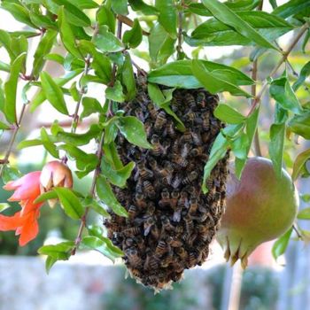 Photography titled "Fruta de Abejas" by Irma Dugelby, Original Artwork