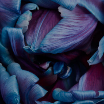 Fotografía titulada "Burgundy blue" por Iryna Domashenko, Obra de arte original, Fotografía digital