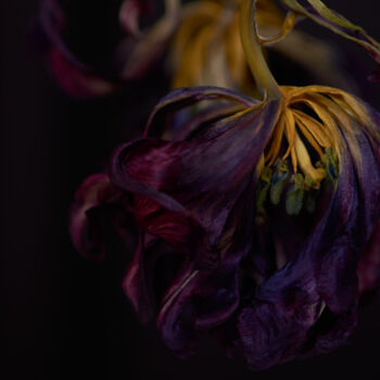 Photographie intitulée "Dark maroon" par Iryna Domashenko, Œuvre d'art originale, Photographie numérique