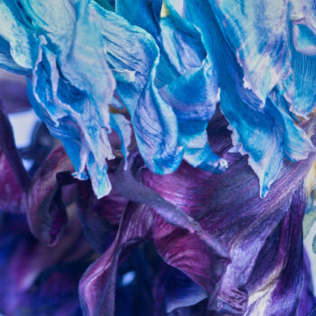 Fotografia intitolato "lavender" da Iryna Domashenko, Opera d'arte originale, Fotografia digitale