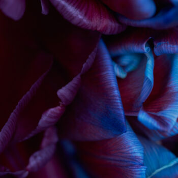 Photography titled "maroon-blue" by Iryna Domashenko, Original Artwork, Non Manipulated Photography