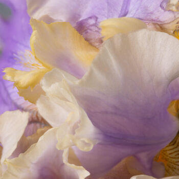 Photography titled "iris" by Iryna Domashenko, Original Artwork, Digital Photography