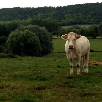 Photographie intitulée "Vaches en Pays d'Au…" par Isa-Isarielle, Œuvre d'art originale, Photographie non manipulée