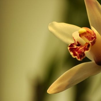 Photography titled "orchidea in giallo" by Isabella Cavallaro, Original Artwork