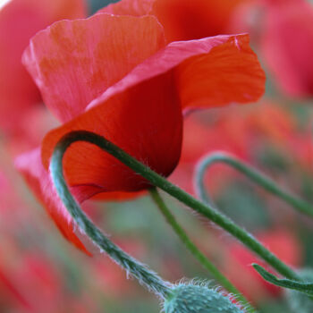 Photography titled "COQUELICOT 1" by Isabelle Deloge, Original Artwork, Digital Photography