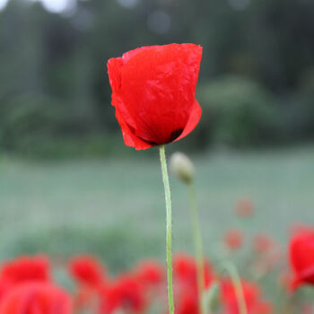 Photography titled "COQUELICOT 2" by Isabelle Deloge, Original Artwork, Digital Photography