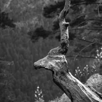 "Antilope NB" başlıklı Fotoğraf Isabelle Pautrot tarafından, Orijinal sanat