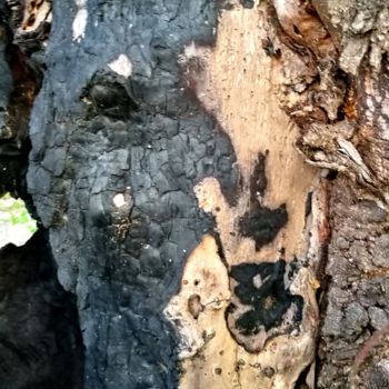 "Les esprits des Bois" başlıklı Fotoğraf Isabelle Pautrot tarafından, Orijinal sanat