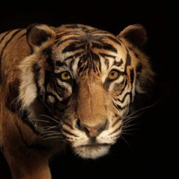 Fotografia intitolato "Tigre" da Isabelle Pautrot, Opera d'arte originale