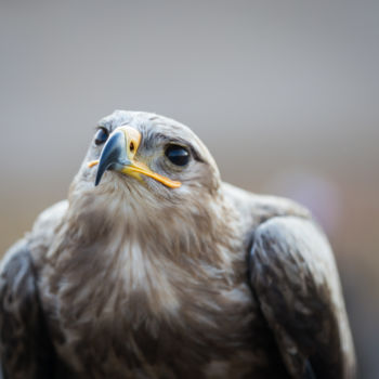 Fotografía titulada "Rapace" por Isabelle Pautrot, Obra de arte original