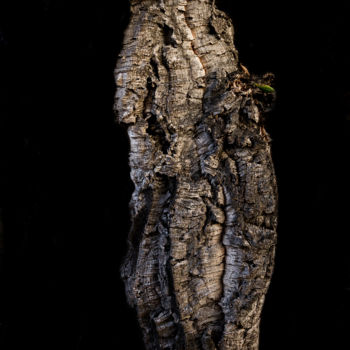 Photographie intitulée "L'esprit du chêne" par Isabelle Pautrot, Œuvre d'art originale, Photographie numérique