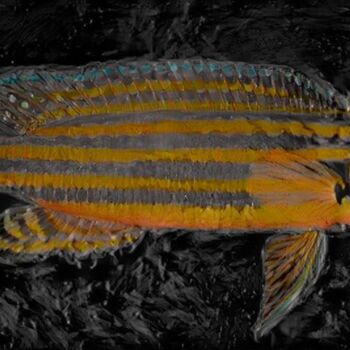 Цифровое искусство под названием "Fish On Black Backg…" - Isra, Подлинное произведение искусства, Фотомонтаж