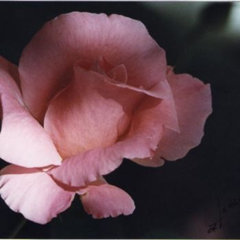 Fotografia intitolato "Rosa rosa" da Israel Valdes Huerta, Opera d'arte originale