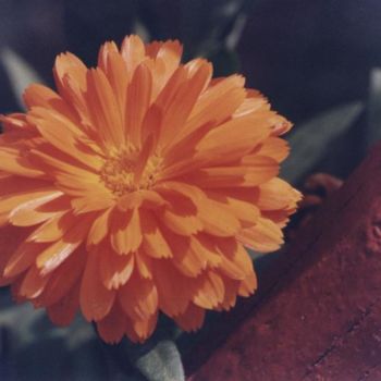 Fotografie mit dem Titel "Lo mejor de la flor" von Israel Valdes Huerta, Original-Kunstwerk
