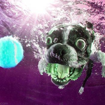 Ζωγραφική με τίτλο "crazy dog" από Ryan Lastdrager, Αυθεντικά έργα τέχνης, Ακουαρέλα