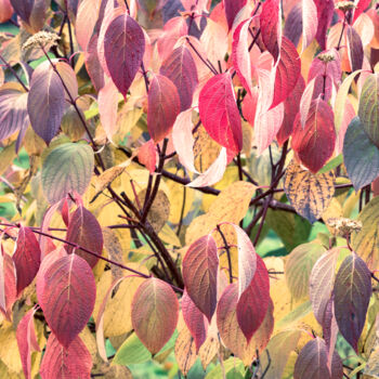 Fotografía titulada "Multicolored leafs…" por Iurii Baklykov, Obra de arte original, Fotografía digital