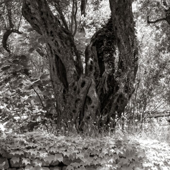 Photography titled "Old olive tree" by Iurii Baklykov, Original Artwork, Digital Photography