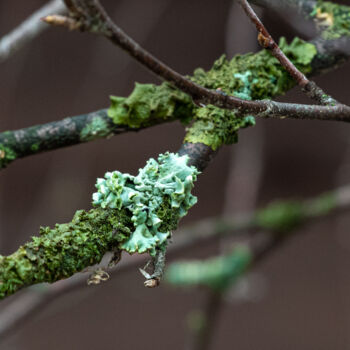 Photographie intitulée "Tree branch covered…" par Iurii Baklykov, Œuvre d'art originale, Photographie numérique