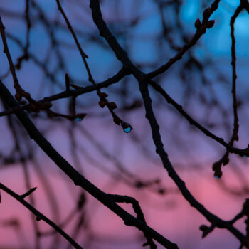 Photographie intitulée "Tree branches with…" par Iurii Baklykov, Œuvre d'art originale, Photographie numérique