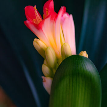 "Blooming bright cli…" başlıklı Fotoğraf Iurii Baklykov tarafından, Orijinal sanat, Dijital Fotoğrafçılık