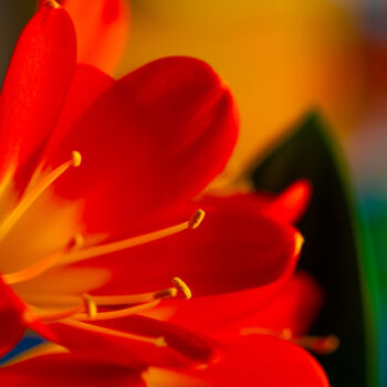 "Blooming bright bea…" başlıklı Fotoğraf Iurii Baklykov tarafından, Orijinal sanat, Dijital Fotoğrafçılık