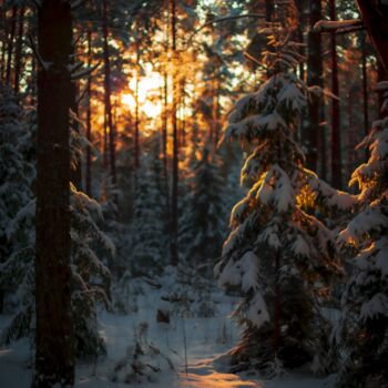 Fotografía titulada "Sunset in the forest" por Ivan Ponomarevsky, Obra de arte original, Fotografía digital
