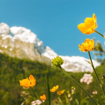 Photography titled "Mountain flower" by Ivan Ponomarevsky, Original Artwork, Non Manipulated Photography