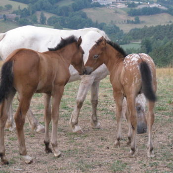 Fotografía titulada "Tendresse .jpg" por M F Coullet, Obra de arte original