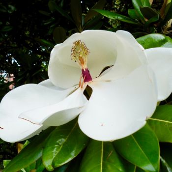 Photography titled "MAGNOLIA" by M F Coullet, Original Artwork