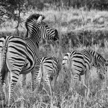 Photographie intitulée "Zebras in der Wildn…" par J. Alfred Lindenthal, Œuvre d'art originale, Photographie numérique