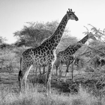 摄影 标题为“Giraffen in der Wil…” 由J. Alfred Lindenthal, 原创艺术品, 数码摄影