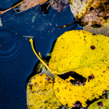 Fotografia intitulada "drop of water" por J.D. Curry, Obras de arte originais