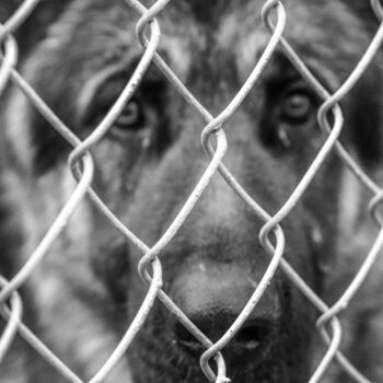 Photographie intitulée "caged dog" par J.D. Curry, Œuvre d'art originale