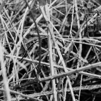 Photography titled "sticks" by J.D. Curry, Original Artwork