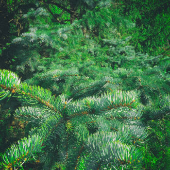 "Fluffy christmas tr…" başlıklı Fotoğraf Yulia Lunberg tarafından, Orijinal sanat, Dijital Fotoğrafçılık