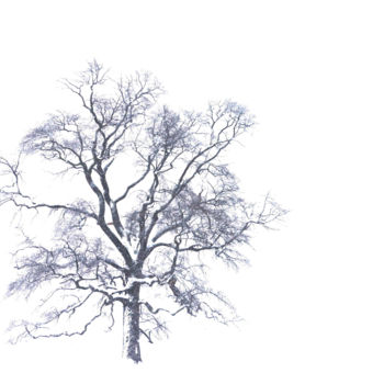 Фотография под названием "tree-in-snow-2.jpg" - Jack Welch, Подлинное произведение искусства