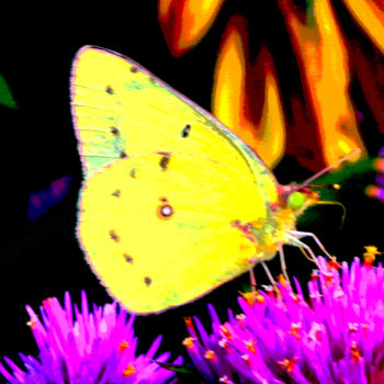 Фотография под названием "Butterfly in Yellow" - Jack Welch, Подлинное произведение искусства