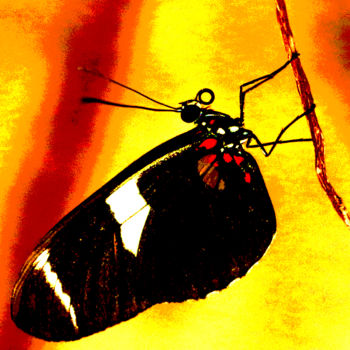 摄影 标题为“Climbing Butterfly” 由Jack Welch, 原创艺术品, 数码摄影