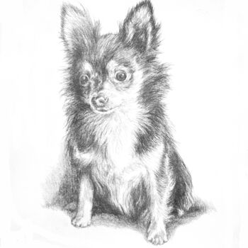 Рисунок под названием "Chihuahua longes po…" - Jacek Ciecierski, Подлинное произведение искусства, Карандаш