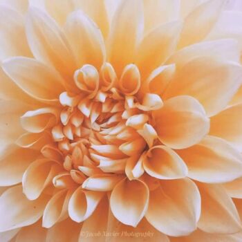 Фотография под названием "Beauty of flower" - Jacob Xavier, Подлинное произведение искусства, Не манипулируемая фотография