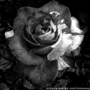 Photography titled "Rose in bnw" by Jacob Xavier, Original Artwork, Digital Photography