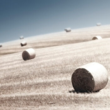 Photographie intitulée "Herd of Hay" par Jade Holing, Œuvre d'art originale, Photographie numérique