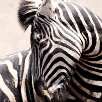 Photographie intitulée "Striped Horse" par Jade Holing, Œuvre d'art originale, Photographie numérique