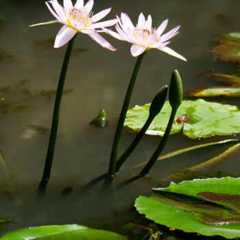 Photography titled "Lotus" by Jade Holing, Original Artwork, Digital Photography