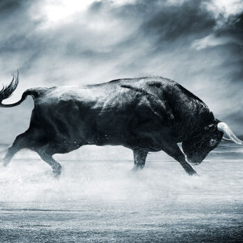 Photography titled "Toro" by Jaime O'Ryan, Original Artwork, Digital Photography